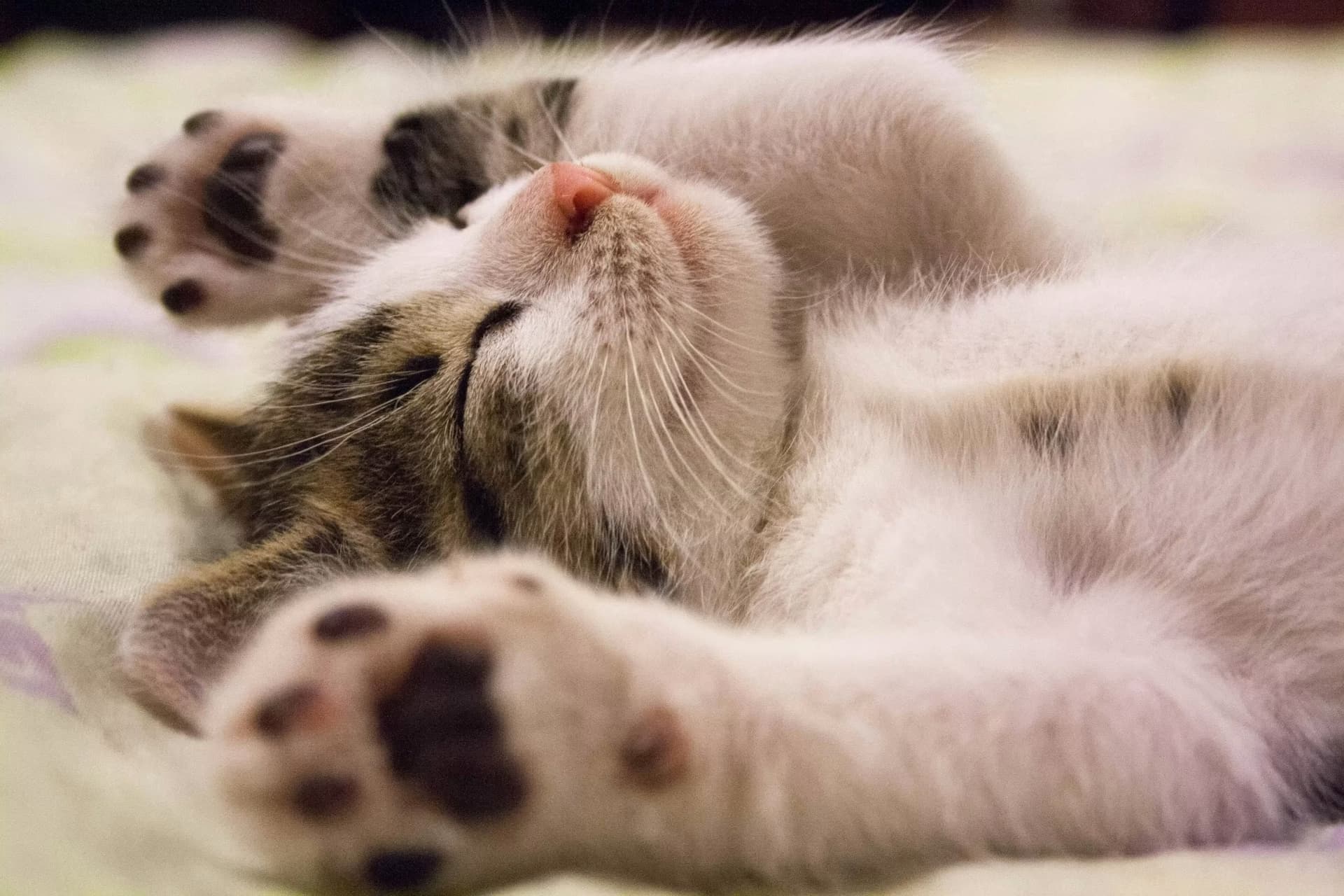 Common Mistakes Cat Owners Should Avoid